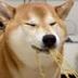 noodle shiba logo
