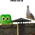 THE HOLY DUOLINGO logo