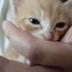 Cute cat logo
