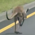 The Runaway Kangaroo logo