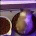 Cutest Trending Cat logo