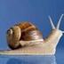 THE SNAIL DILEMMA logo