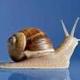 THE SNAIL DILEMMA logo