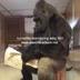 Im just a chill gorilla logo