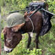 Donkey-Plus Mobile EW Station logo