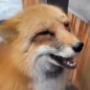 FoxMcCloud