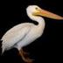 Eaten by a Pelican logo