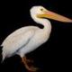 Eaten by a Pelican logo