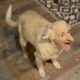 I found the next Billy logo