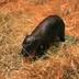 New Born Haggis Pygmy Hippo logo