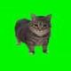 spinning cat logo