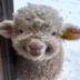 Happiest Baby Sheep logo