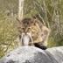 A rong time ago cat logo