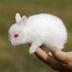 First Antiallergenic Rabbit logo