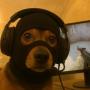 MASKDOG