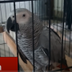 1st Parrot talking about BTC logo