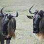 gnus