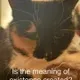 Meaning Of Life logo