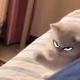 ONE PUNCH CAT logo