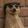 MEERKAT