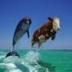 half cow half dolphin logo