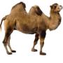 camel