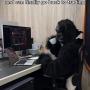 gorilla