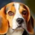 BEAGLE COIN logo