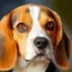 BEAGLE COIN logo