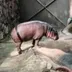 STRIPPING HIPPO logo