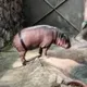 STRIPPING HIPPO logo