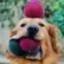 New Doge Mascot logo