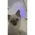 Catbaby logo