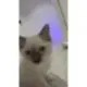 Catbaby logo