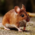 First Tokenized Mouse logo