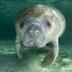 Manatee logo