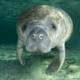 Manatee logo