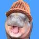 Moo Deng Wif Hat logo