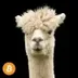 Alpaca logo
