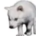 dire wolf logo