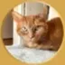 WCW Founder's Cat logo