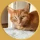 WCW Founder's Cat logo