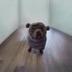 Hippo Dog logo