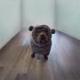 Hippo Dog logo