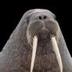 Tusk the Walrus logo
