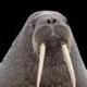 Tusk the Walrus logo