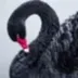 Black Swan logo