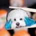SushiTheDog logo
