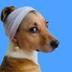 Dog Wif Pearl Earing logo
