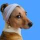 Dog Wif Pearl Earing logo